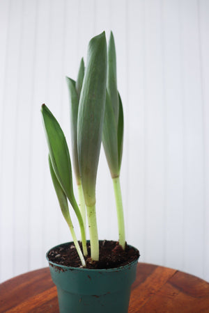 4" Tulip Bulb  - Community Support Centre of Essex County