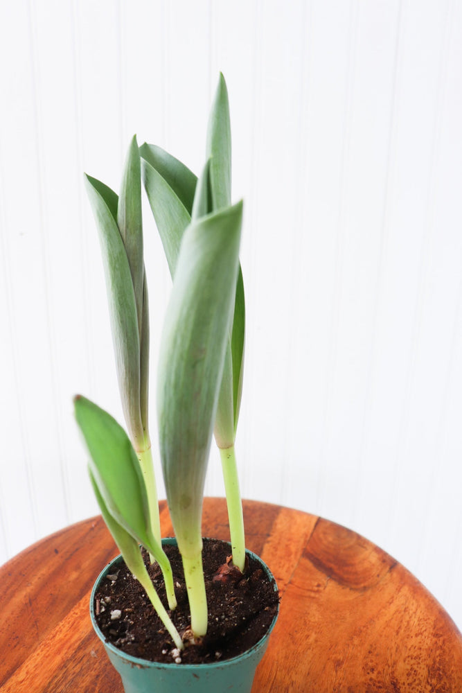 4" Tulip Bulb - Erie Migration District School  - Elementary