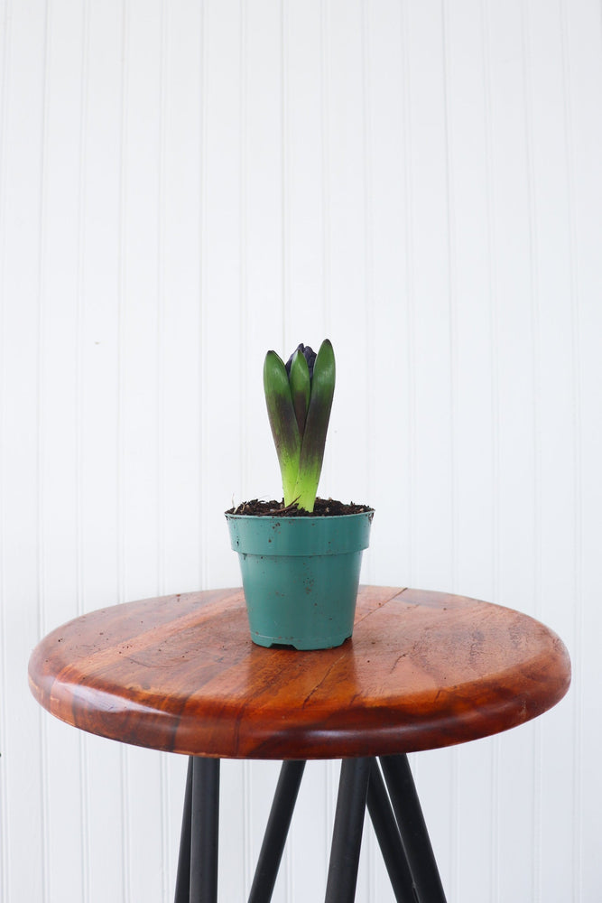 4" Hyacinth Bulb  - Community Support Centre of Essex County