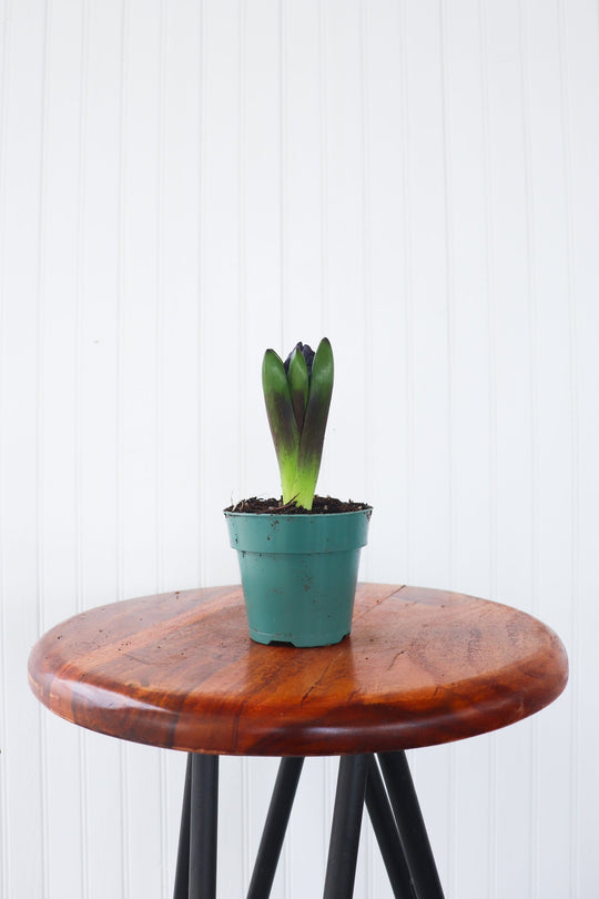 4" Hyacinth Bulb  - Caboto Soccer - Girls Storm