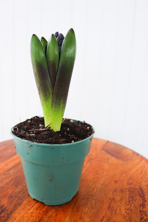 4" Hyacinth Bulb  - The Country Learning Centre Inc.