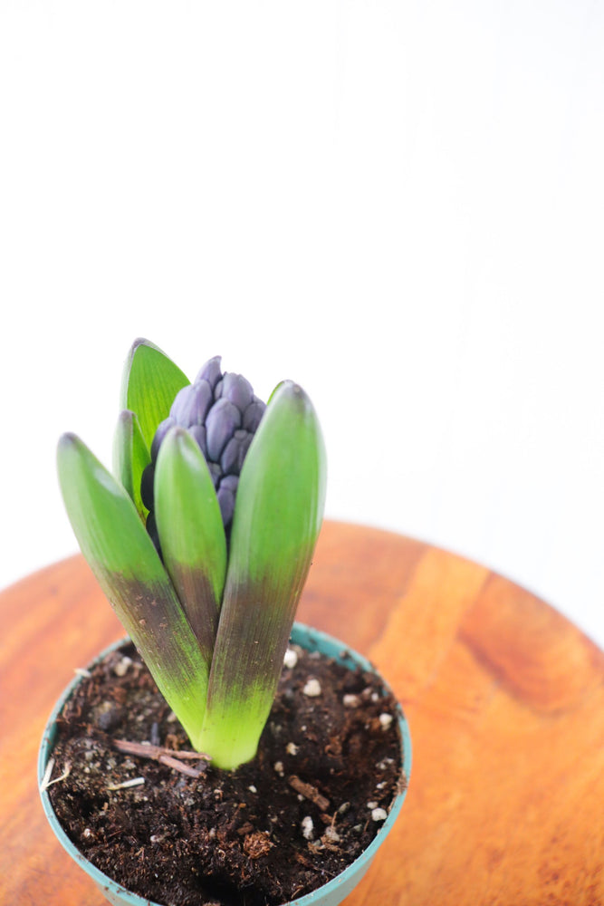 4" Hyacinth Bulb  - Community Support Centre of Essex County