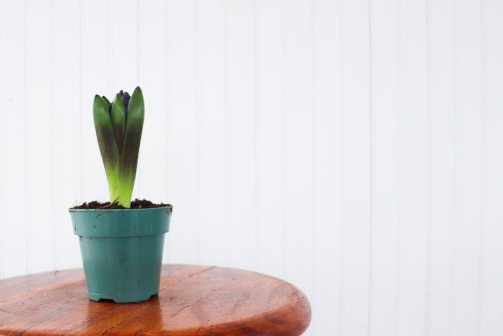 4" Hyacinth Bulb  - St. Joseph Catholic Elementary School