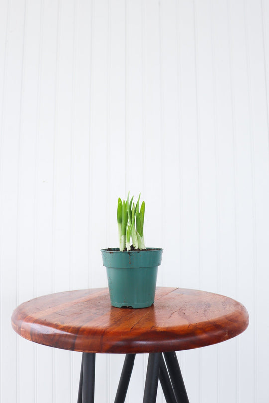 4" Daffodil Bulb  - Erie Wildlife Rescue