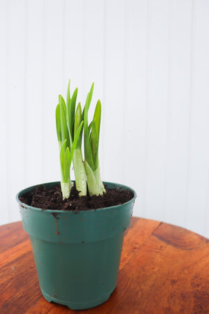 4" Daffodil Bulb  - Sandwich Secondary School