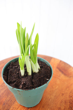 4" Daffodil Bulb - Erie Migration District School  - Elementary