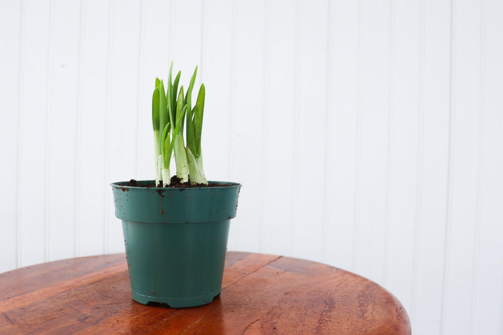 4" Daffodil Bulb  - Community Support Centre of Essex County