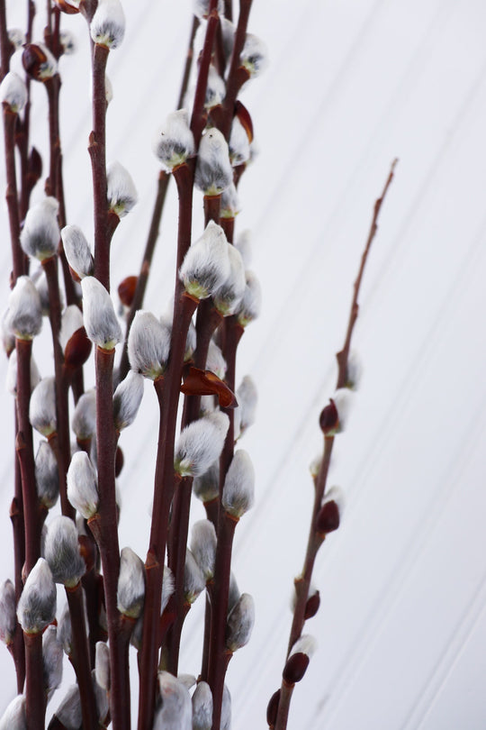 Pussy Willow Bundle  - Julien's House
