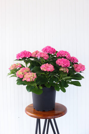 10" Hydrangea - Community Support Centre of Essex County