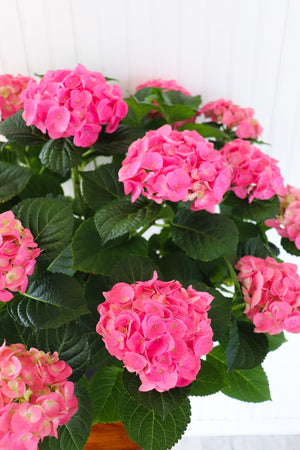 10" Hydrangea - Lakeview Montessori