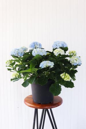 10" Hydrangea - Community Support Centre of Essex County