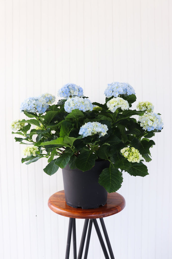 10" Hydrangea - Sandwich Secondary School