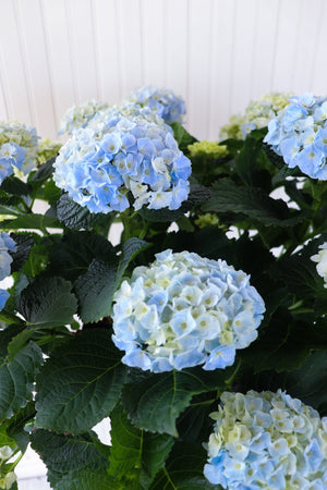 10" Hydrangea - Erie Migration District School  - Elementary