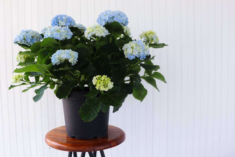 10" Hydrangea - Erie Migration District School  - Elementary
