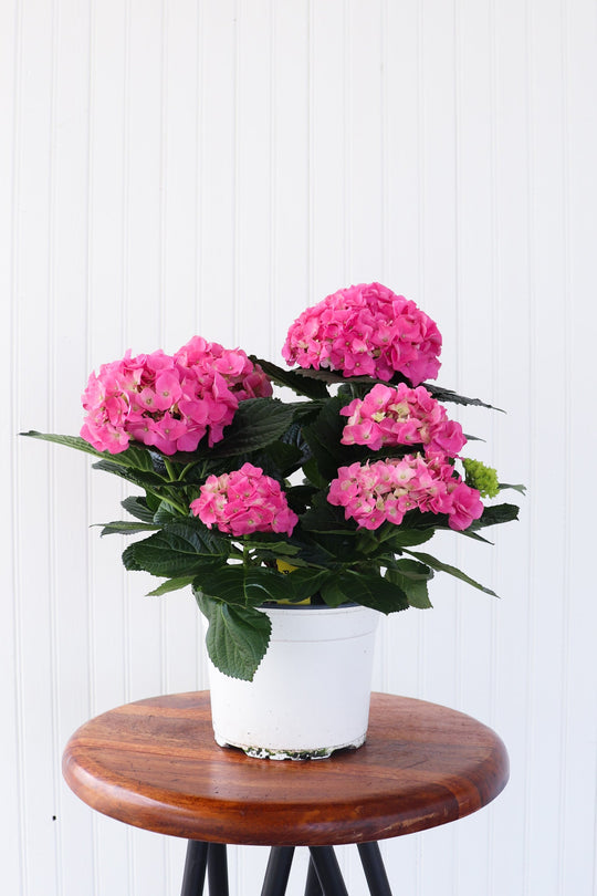 6.5" Hydrangea  - Dr. David Suzuki Public School