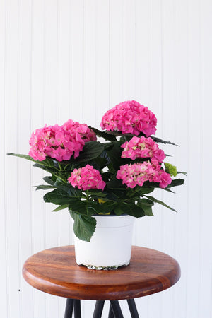 6.5" Hydrangea  - The Country Learning Centre Inc.