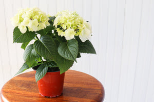 4.5" Hydrangea - Canadian Mental Health Association