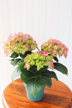 4.5" Hydrangea - Community Support Centre of Essex County