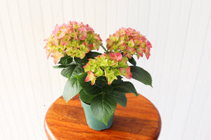 4.5" Hydrangea - Sandwich Secondary School