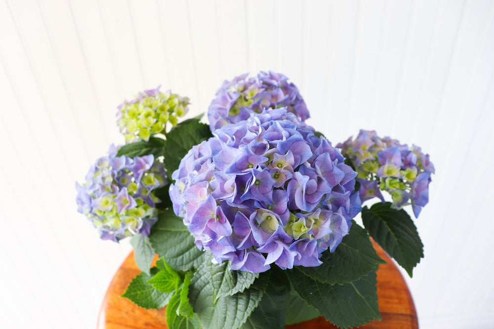 4.5" Hydrangea - Community Support Centre of Essex County