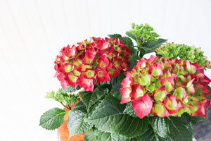 4.5" Hydrangea - South Essex Community Council (SECC)