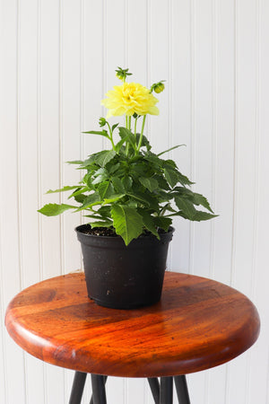 6" Annual Dahlia  - United Way Windsor Essex