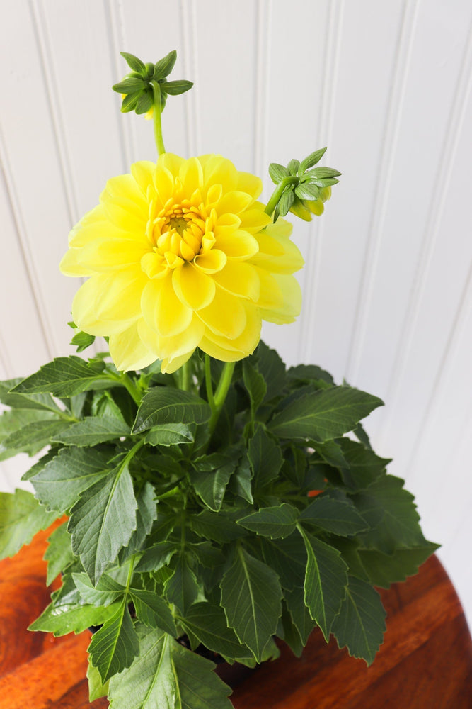6" Annual Dahlia  - United Way Windsor Essex