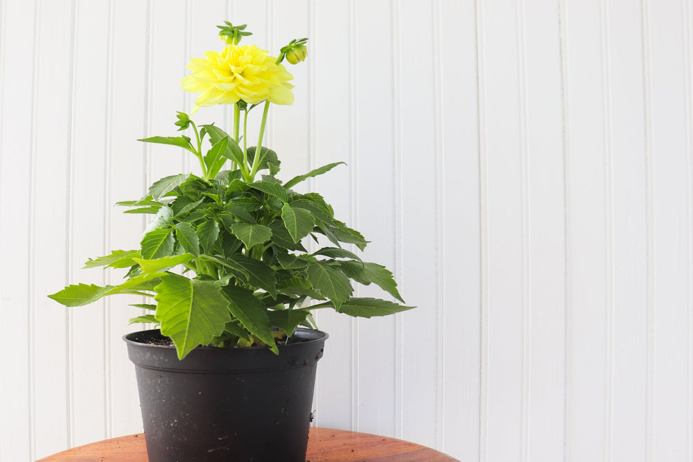 6" Annual Dahlia  - Hundred Acre Wood School