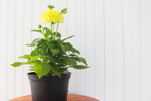 6" Annual Dahlia  - Lakeview Montessori