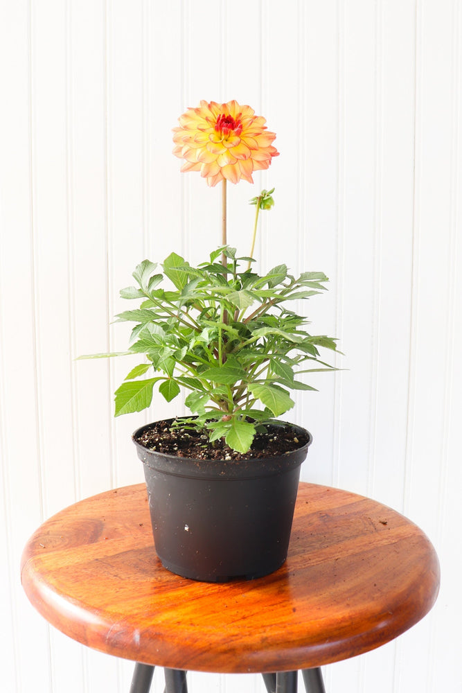6" Annual Dahlia  - Hundred Acre Wood School