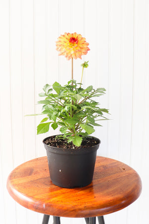 6" Annual Dahlia - Erie Migration District School  - Elementary