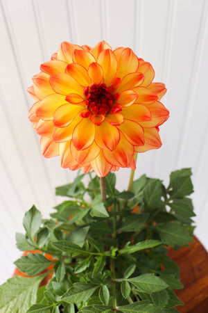 6" Annual Dahlia  - United Way Windsor Essex