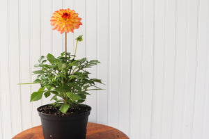 6" Annual Dahlia  - The Country Learning Centre Inc.