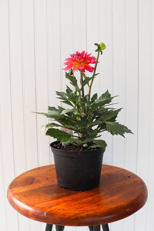 6" Annual Dahlia  - United Way Windsor Essex