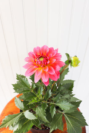 6" Annual Dahlia  - United Way Windsor Essex
