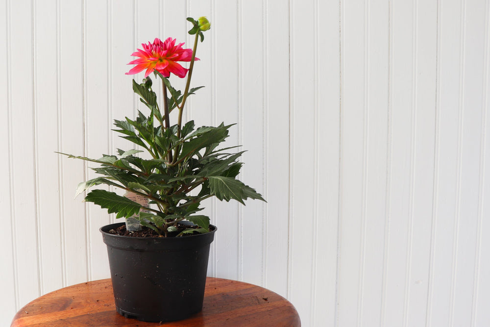 6" Annual Dahlia  - South Essex Community Council (SECC)