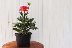 6" Annual Dahlia  - South Essex Community Council (SECC)
