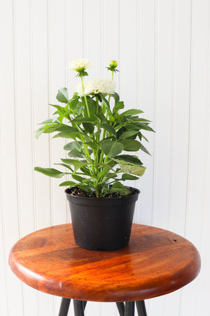 6" Annual Dahlia  - The Country Learning Centre Inc.