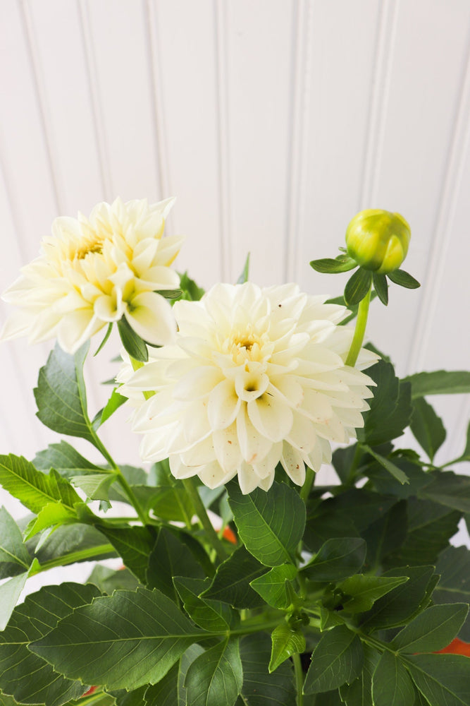 6" Annual Dahlia  - Community Support Centre of Essex County