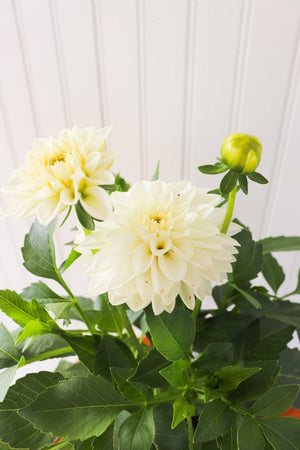 6" Annual Dahlia  - Lakeview Montessori