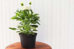6" Annual Dahlia  - The Country Learning Centre Inc.