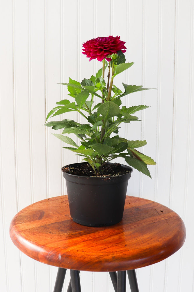6" Annual Dahlia  - Community Support Centre of Essex County