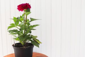 6" Annual Dahlia  - South Essex Community Council (SECC)