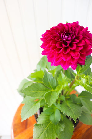 6" Annual Dahlia  - Community Support Centre of Essex County