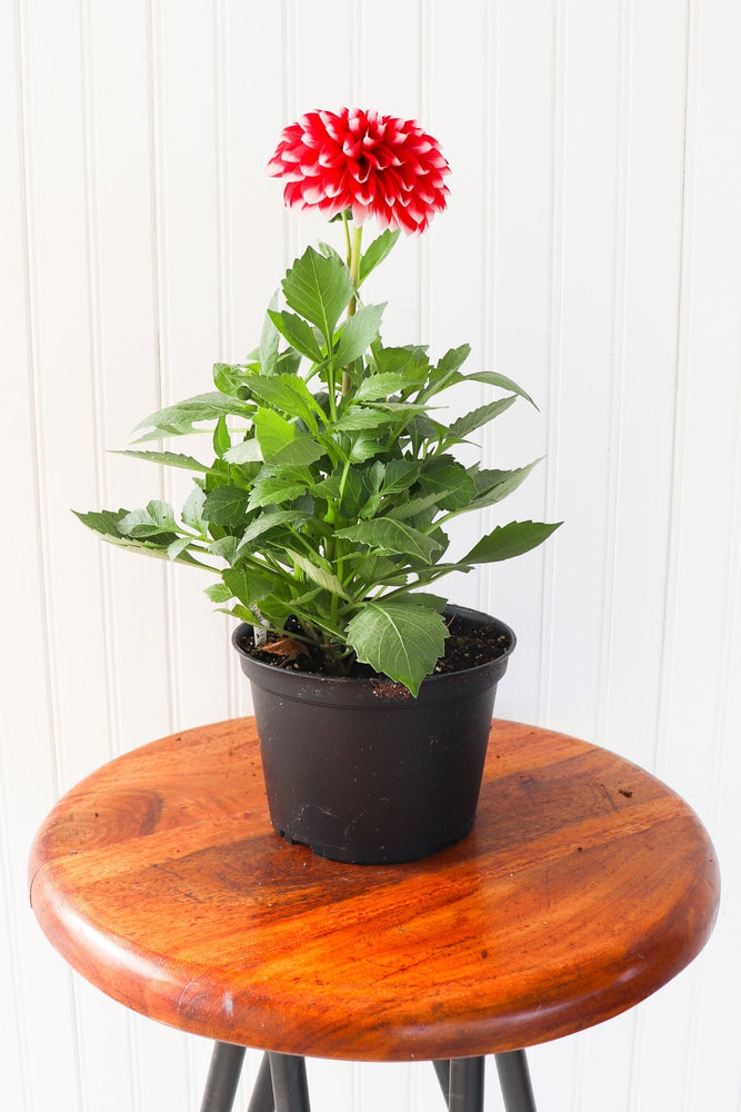 6" Annual Dahlia  - Lakeview Montessori