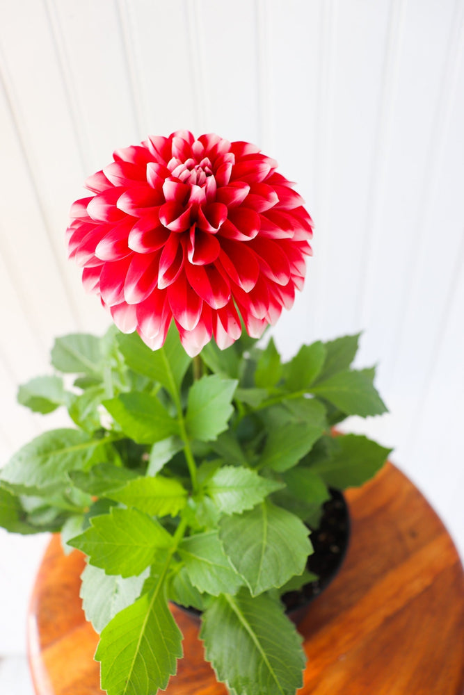 6" Annual Dahlia  - Hundred Acre Wood School