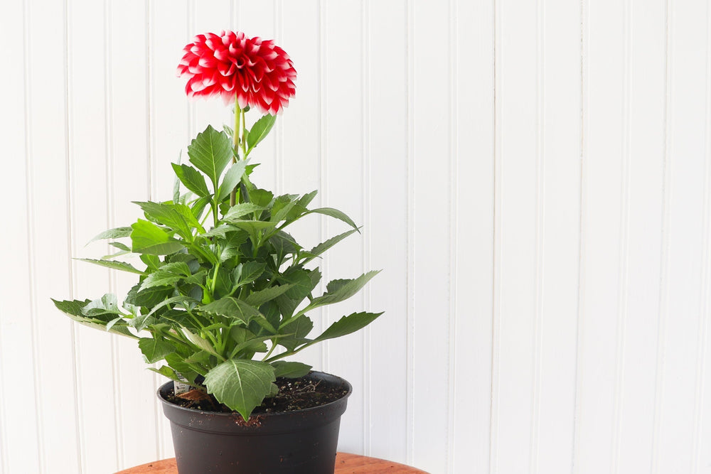6" Annual Dahlia  - Hundred Acre Wood School