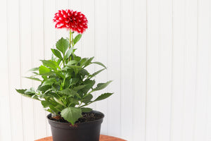 6" Annual Dahlia  - Hundred Acre Wood School