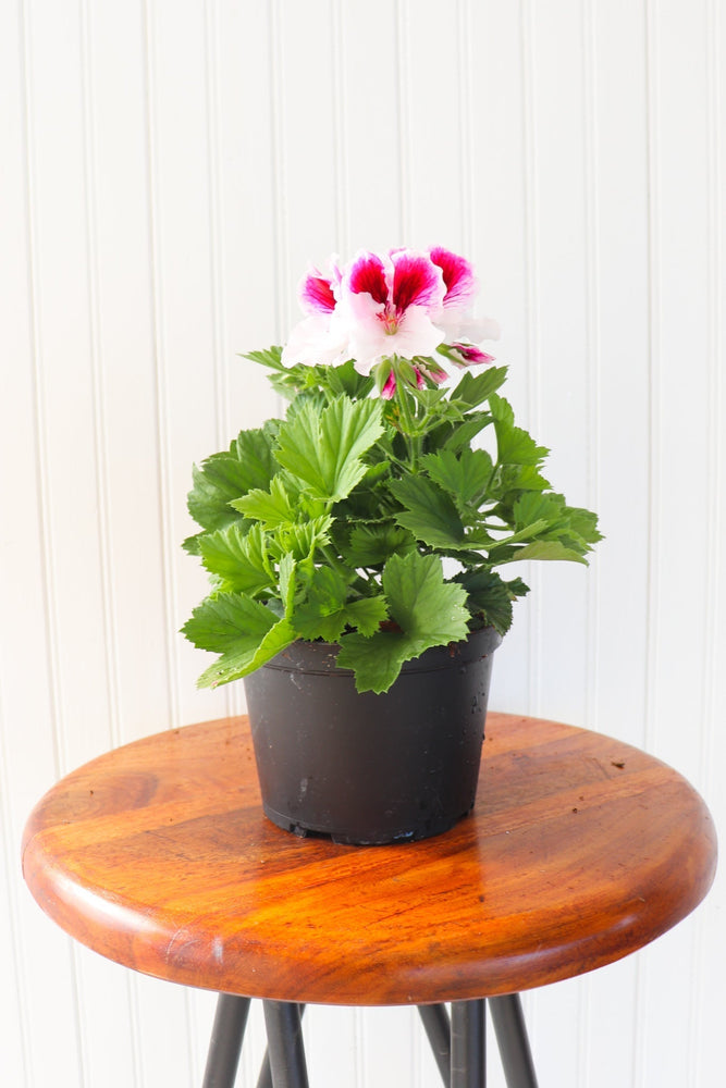 6" Martha Washington Geranium  - Community Support Centre of Essex County