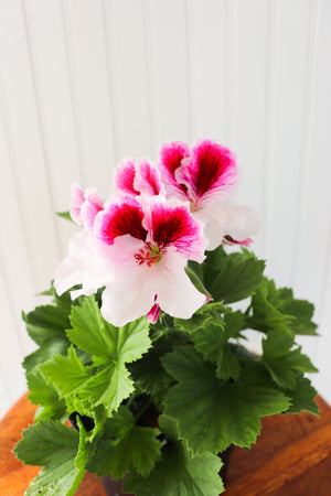 6" Martha Washington Geranium  - Lakeview Montessori